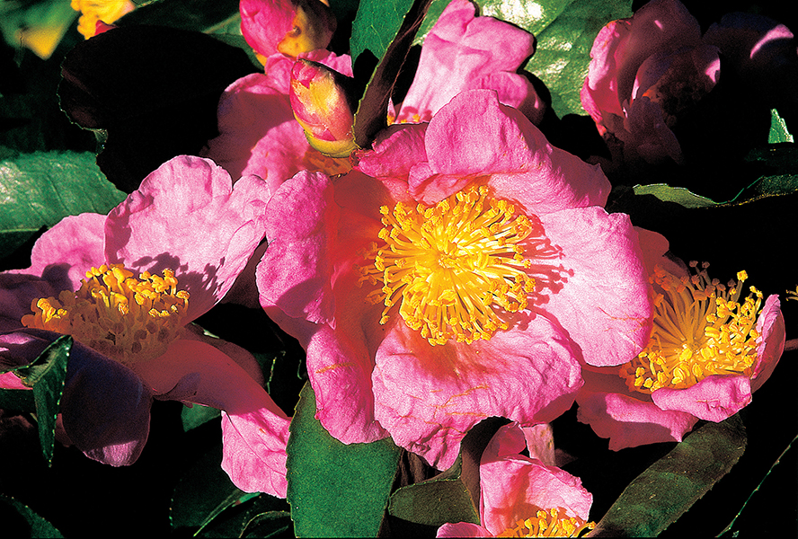 Camellia sasanqua ‘Plantation Pink’