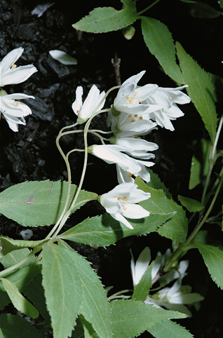 Deutzia crenata ‘Nikko’